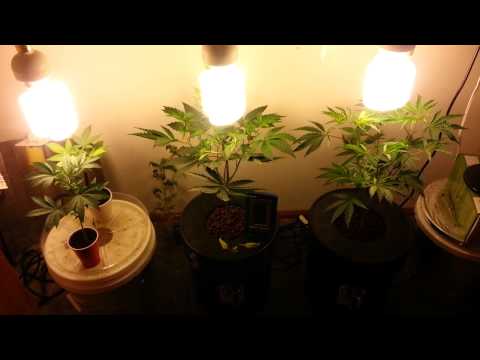 1 Light 1 Plant Hydro Grow Tent Setup Red Deisel day 9