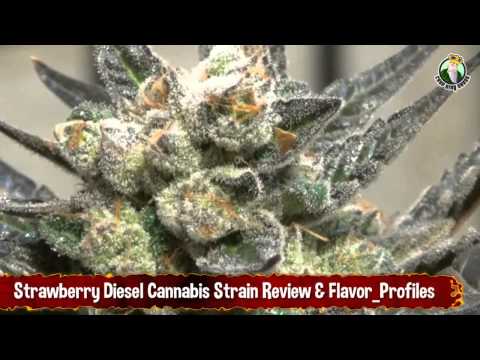 Strawberry Diesel Cannabis Strain Review and Flavor Profiles - Indoor Cannabis Growing