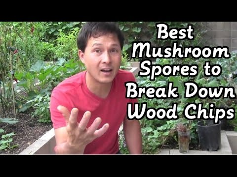 Best Mushroom Spores to Break Down Wood Chips & More Gardening Q&A