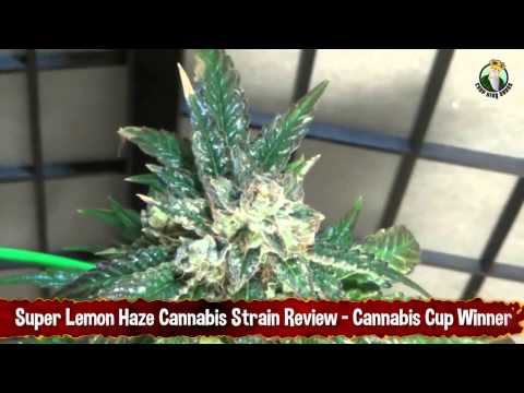 Super Lemon Haze Cannabis Strain Review   Cannabis Cup Winner Strain