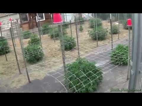 7-4-14 Grow Site 3 Introduction   Outdoor