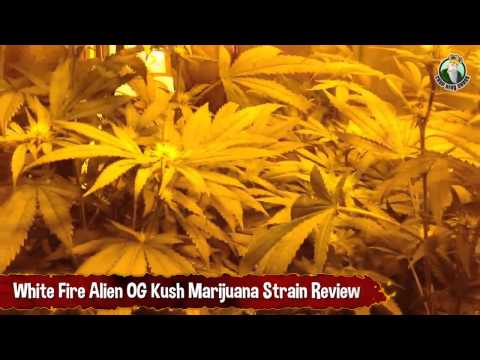 White Fire Alien OG Kush Marijuana Strain Review