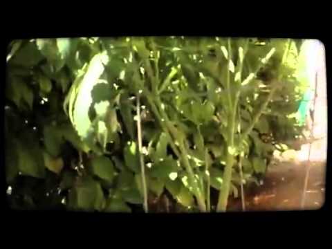 2014 outdoor Cannibis grow Part1