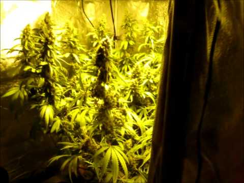 The power of main-lining cannabis (building a manifold)