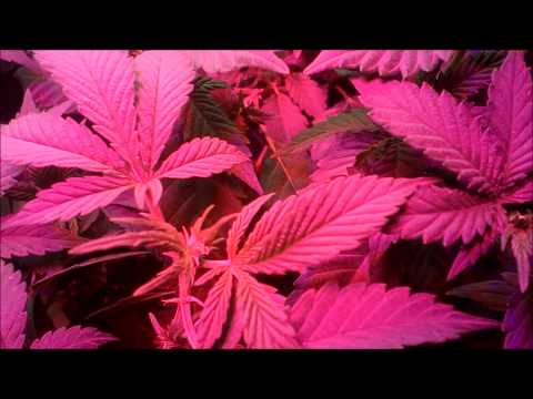 Cultivo Indoor Cannabis Medicinal