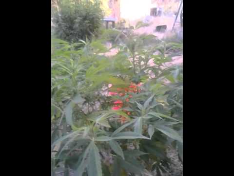 Outdoor medical marijuana garden july 17th update