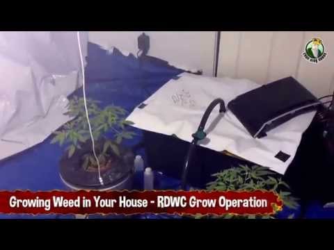 Growing Weed in Your House - Recirculating Deep Water Culture Grow Operation