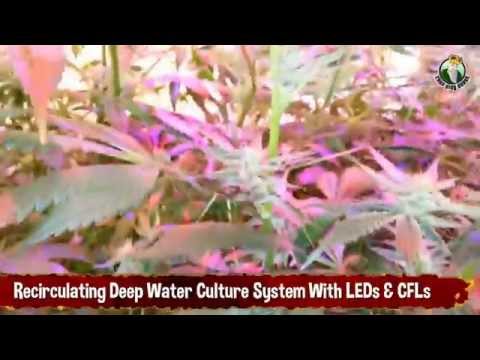 Recirculating Deep Water Culture System With LEDs And CFLs