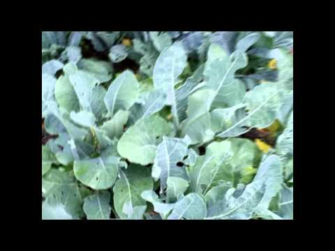 Organic Garden Update 2014