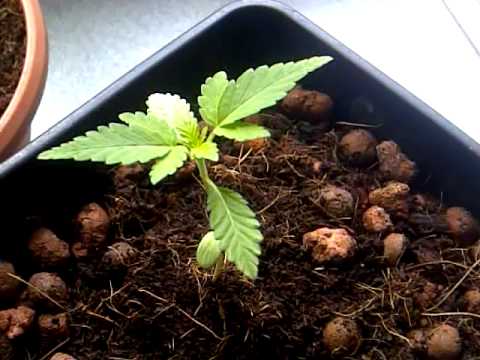 Virgin weed grower pt 1