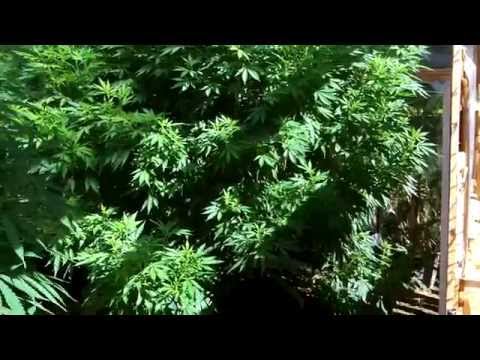 Update(7-19-14) On 2014 OMMP Outdoor Cannabis  Green House Grow 10lb plants in the Making!!