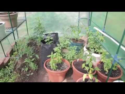 Greenhouse op 2014  ep.1