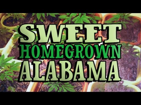 Alabama GOP Busted For Growing Pot