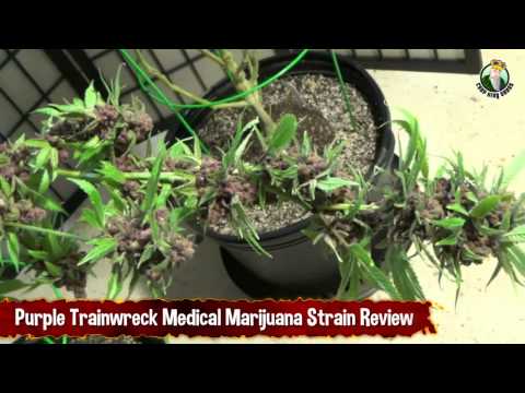 Purple Trainwreck Medical Marijuana Strain and Review for Pot Users
