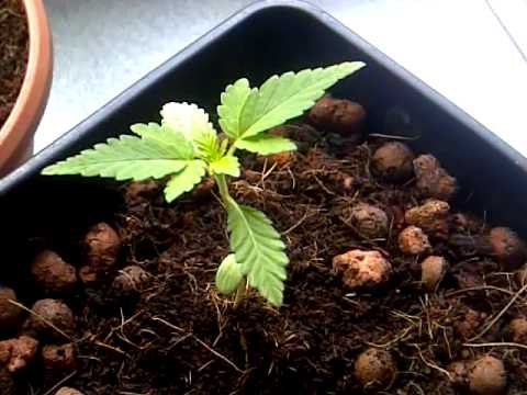 Cronic grower pt 1