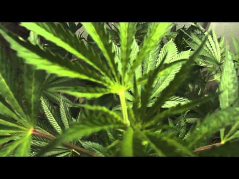 Outdoor Medical Cannabis Grow 2014 (Flowering 2 Weeks) 720p