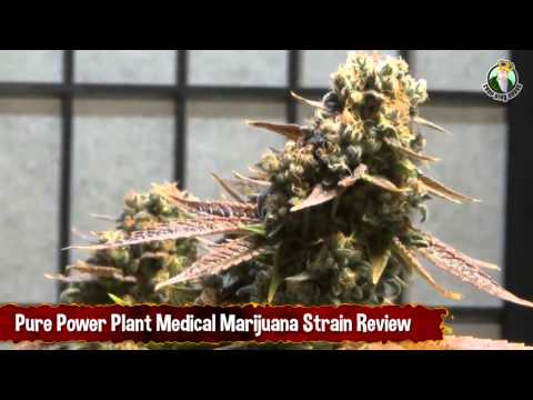 Pure Power Plant Medical Marijuana Strain Review
