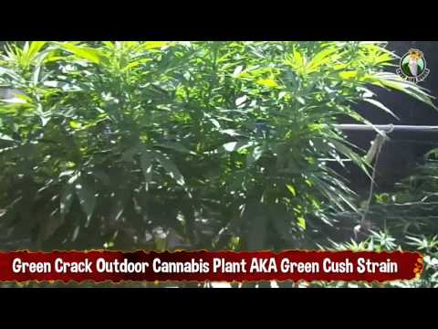 Green Crack Outdoor Cannabis Plant AKA Green Cush Strain