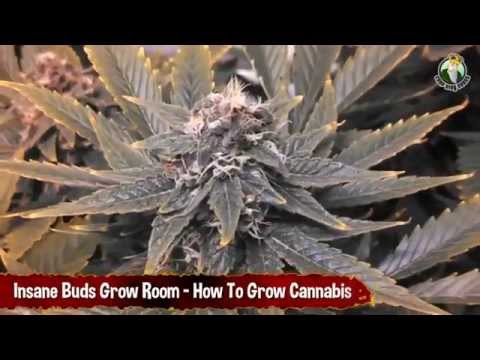 Insane Buds Grow Room - How To Grow Cannabis