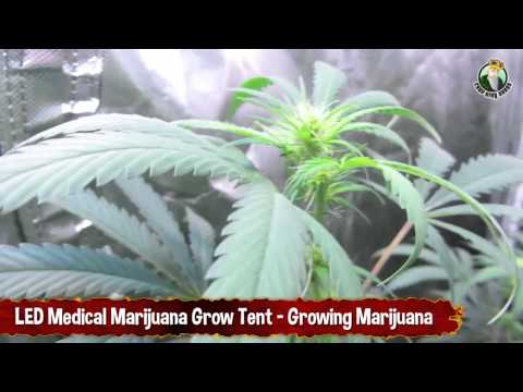 LED Medical Marijuana Grow Tent - Growing Pot With Little Amount of Watts