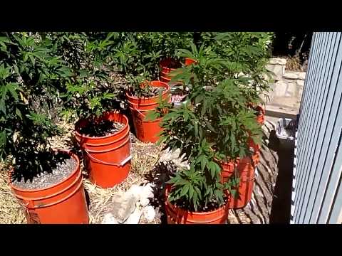 Outdoor Medical marijuana grow week one Neptune og