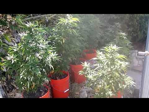 Outdoor medical marijuana grow week 2 flower