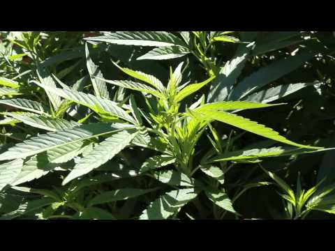 Outdoor Cannabis Grow Week One of Flowering