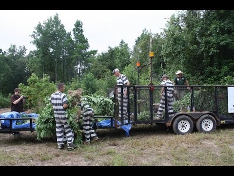 Texas marijuana bust could yeild 100,000 plants