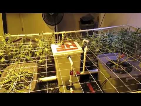 Herbin Farmer - Amnesia Harvest