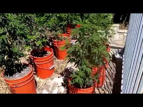 Outdoor Medical marijuana grow week one flower Neptune og