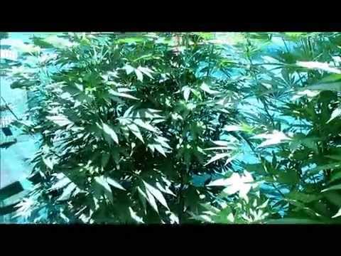 Southern Oregon Medical Cannabis Grow ( 2014 - mid July , pre flower )