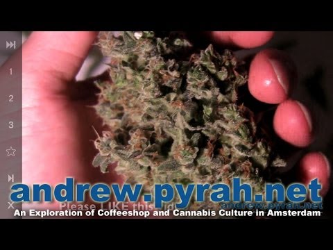 Royal Queen Seeds SWEET SKUNK AUTOMATIC Harvest & Trimming   Amsterdam Weed Review 2014