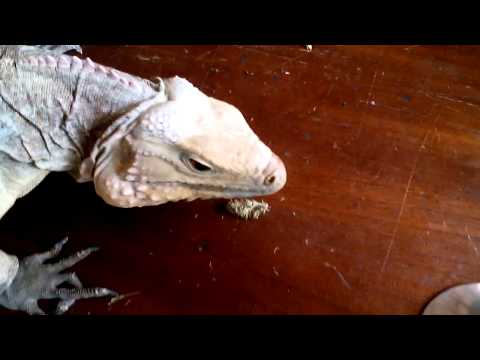 iguana eats medical marijuana bud