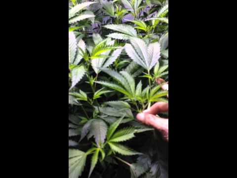Supercropping Plants!!   Bending technique