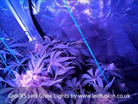 Led grow light test |  Day 49 Flowering | http://www.ledfusion.co.uk