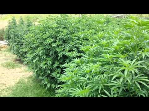 marijuana garden season 2014 update 3