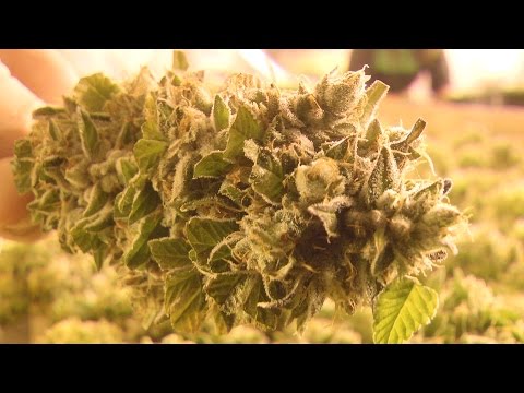 Trimming Cannabis Tree's in BC