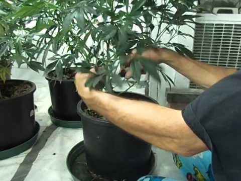 How To Prune  A Pot Plant in The Grow/Veg Stage