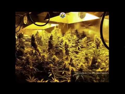 Heath Robinson Hydroponic Perpetual Cannabis Grow