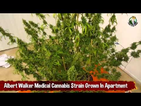 Albert Walker Medical Cannabis Strain Grown In Apartment - Growing Marijuana