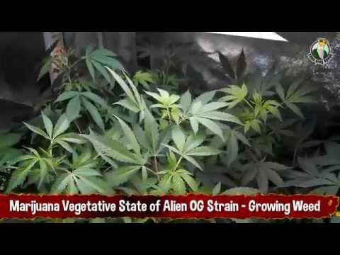 Marijuana Vegetative State of Alien OG Strain - Growing Weed