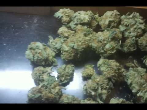 CLAM TOWN SMELLY SKUNK NUGS