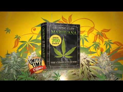 How to Grow Elite Marijuana
