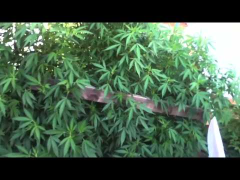 Trimming your weed plants
