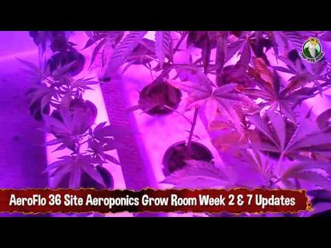 AeroFlo 36 Site Aeroponics Grow Room Week 2 and Week 7 Updates