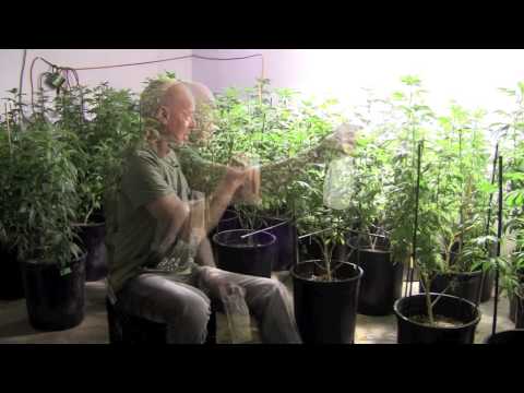 Pest Control for Marijuana Cultivation.