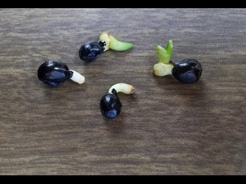 How to germinate seeds of any flower, vegetable or tree - grow fast and easy