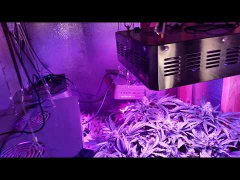 DWC SCROG LED indoor grow Ep. 4