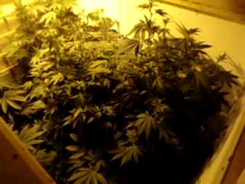 Indoor Medical Marijuana Room