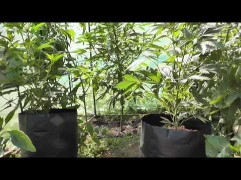 Greenhouse Grow 2014 ep.4 - The SuperMoon Special